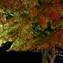 山頂はさすがに紅葉がはじまったばかり感。夜景が綺麗でした。