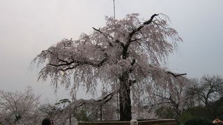枝垂れ桜が有名