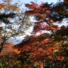 見事な紅葉です。