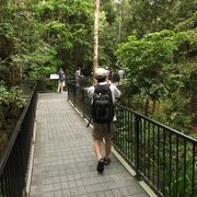 熱帯雨林のトレッキングが楽しめます。