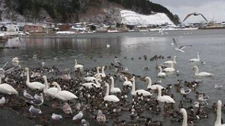 白鳥と遊ぶ事が出来る場所は青森でも数少ないと思います。