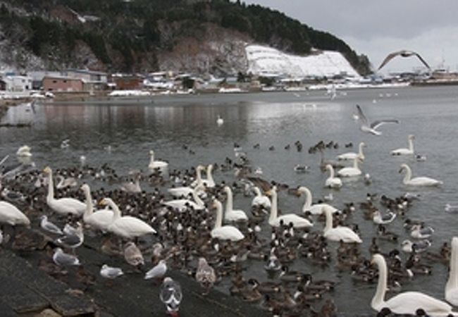 白鳥と遊ぶ事が出来る場所は青森でも数少ないと思います。