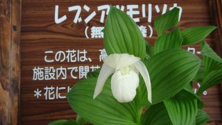 レブンアツモリソウ！