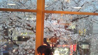 桜の季節は最高！