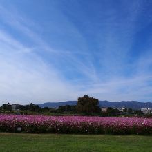 河川敷にこんなに沢山のコスモスが♪