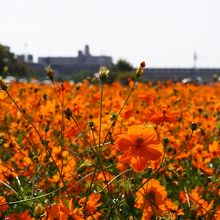 黄色いコスモスも良いですね。