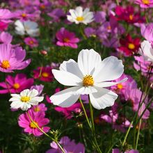 白やピンクのコスモス。