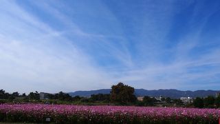 関西の新しいコスモスの名所。