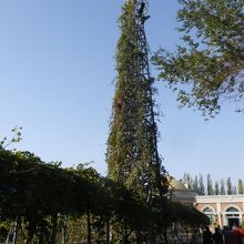 施設内にあるぶどうの棚