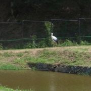 豊岡のシンボルコウノトリ