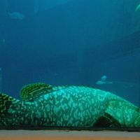 レストランの水槽