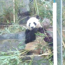 夢中になってしまいます。