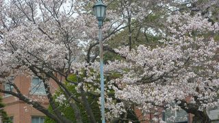 敷地内の桜がきれいでした