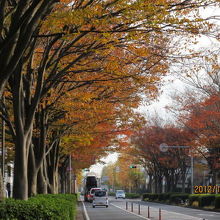 公園前の大通りは並木道。