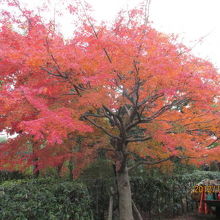 日本庭園の紅葉。