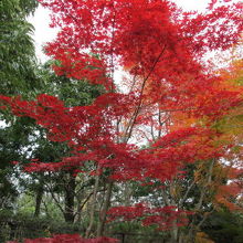 日本庭園の紅葉