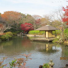 日本庭園の池