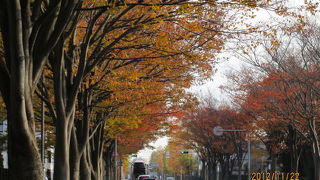 本格的な茶室があり日本庭園を眺めながらお茶がいただけます。