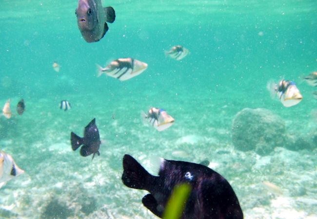 透明度の高い海と、熱帯魚