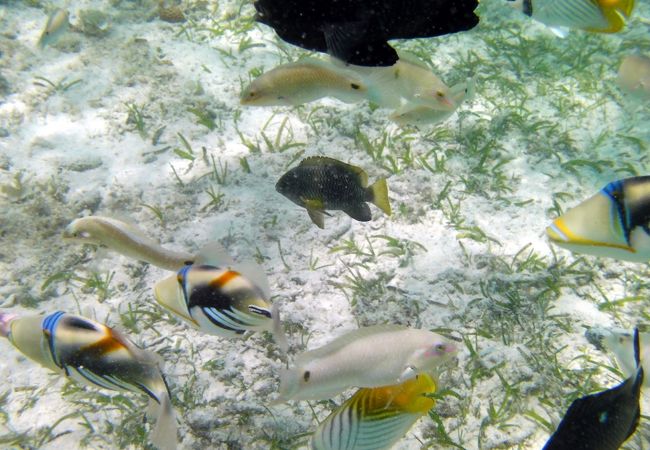 魚いっぱい