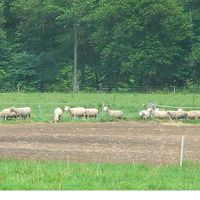 隣接の牧場には羊の群れ