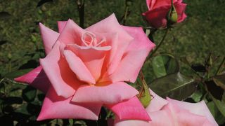 ローズウォークのバラが綺麗でした。