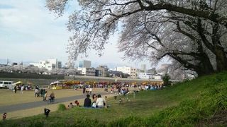 見応えある桜並木