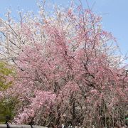 桜は素晴らしいです。