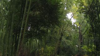 雨の竹林