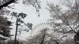 公園の桜は見ごたえあり