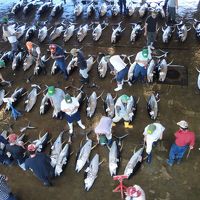 勝浦の朝市や競りまでも車で10分程度の距離です