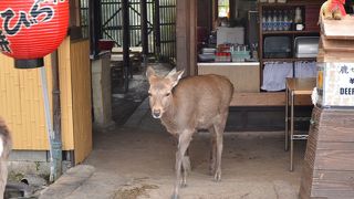 公園で間近にふれ合える動物です。