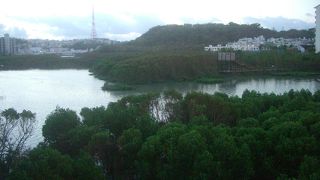 ラムサール条約指定のマングローブ林