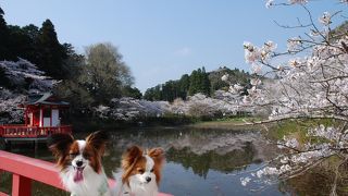 日本桜名所の１つ
