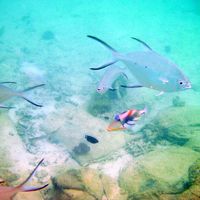 ホテルビーチでのシュノーケリング