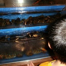 ロブスターのイケス