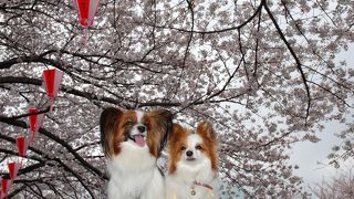 渋谷までお散歩
