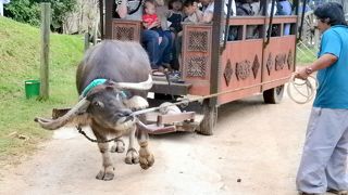 自然が満喫できます。リバークルーズや水牛に乗れます。