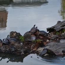 昼間に行くと、池に棲む亀が甲羅干ししています。