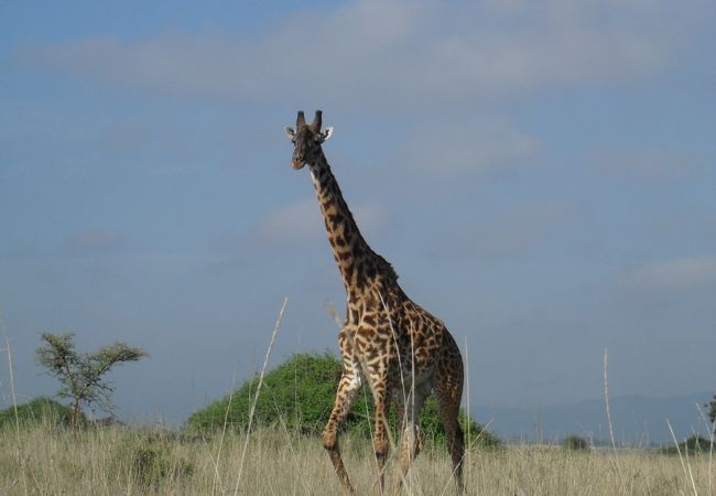Nairobi National Park へ半日サファリツアー