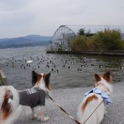 羽合温泉と東郷温泉にまたがる湖