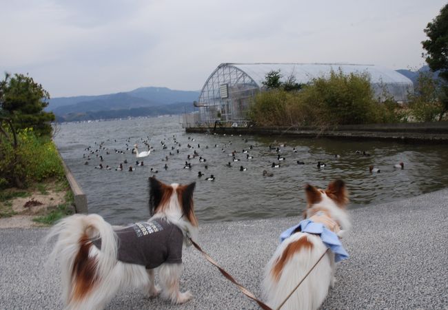 羽合温泉と東郷温泉にまたがる湖