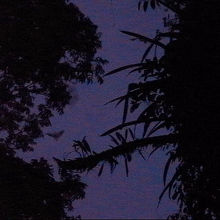 帰り道、ハンティング中のコウモリ発見。わかるかな？薄い三角。