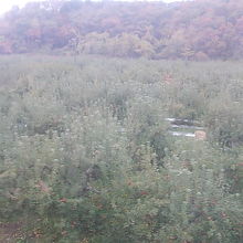 付近一帯に広がるりんご園