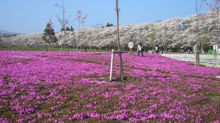 群馬県の桜の名所