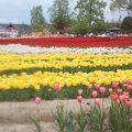 チューリップフェア、何回見ても美しいです