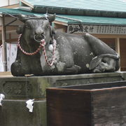 狛犬が牛