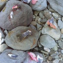 熊の食べた鮭のジオラマ