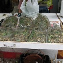 ぎゃあ〜！エサの昆虫〜！！