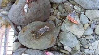 動物の重さや大きさがわかります